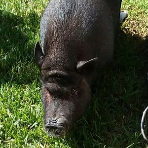 Meet your Posher, Diana